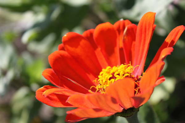 Red Flower